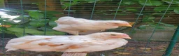 Chickens poultry for sale: Wyandotte Bantam Chicks & Growers  in Coulsdon - Advert 4