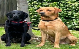 Labrador Retriever dogs for sale: Kc registered Black Labrador pups - Image 9
