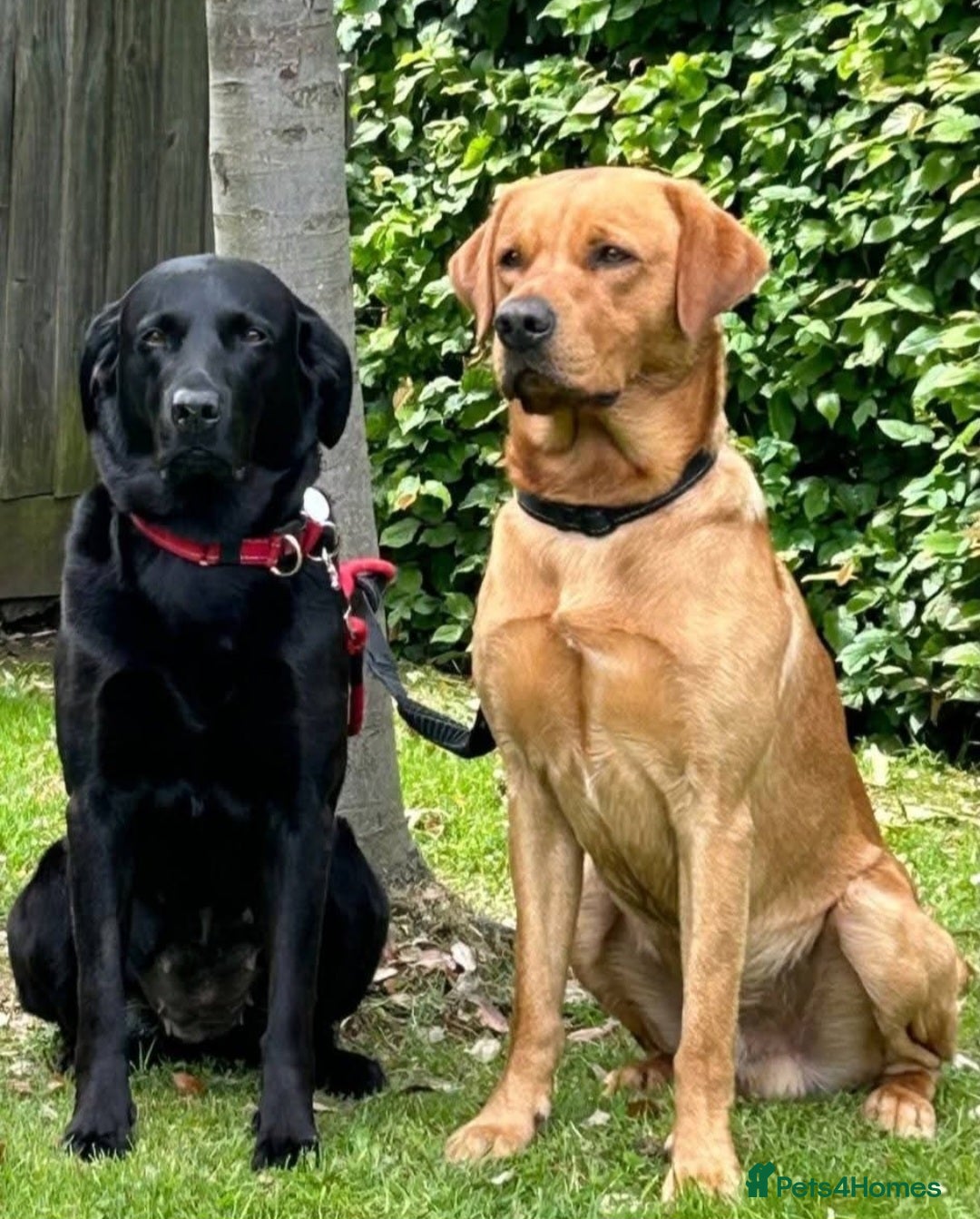 Labrador Retriever dogs for sale: Kc registered Black Labrador pups - Image 9
