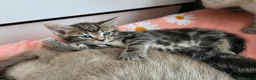 Mixed Breed cats for sale: 🔹️🔹️Lovely Kittens🔹️🔹️Ragdoll x domestic cat.  - Advert 10