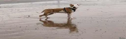Mixed Breed dogs for sale: Bruce - Advert 15