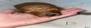 Cockapoo 2