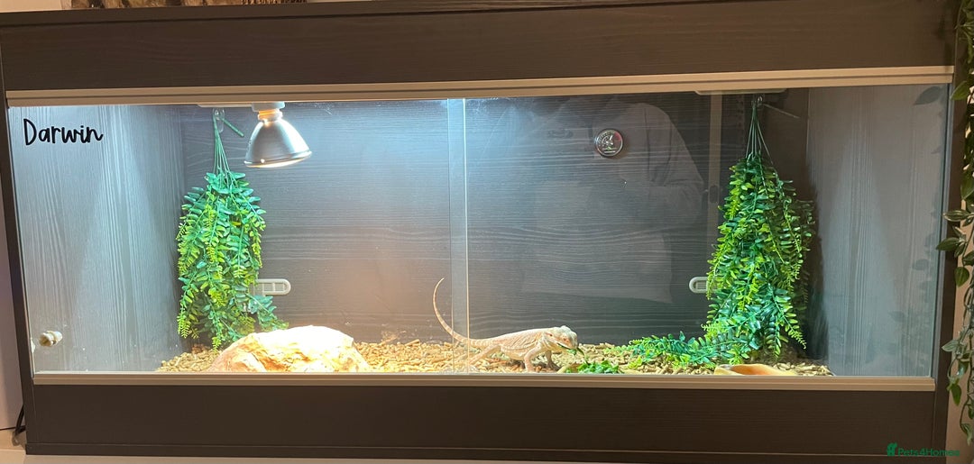 Bearded Dragon reptiles for sale: 1 year old bearded dragon and full set up.  - Advert 4