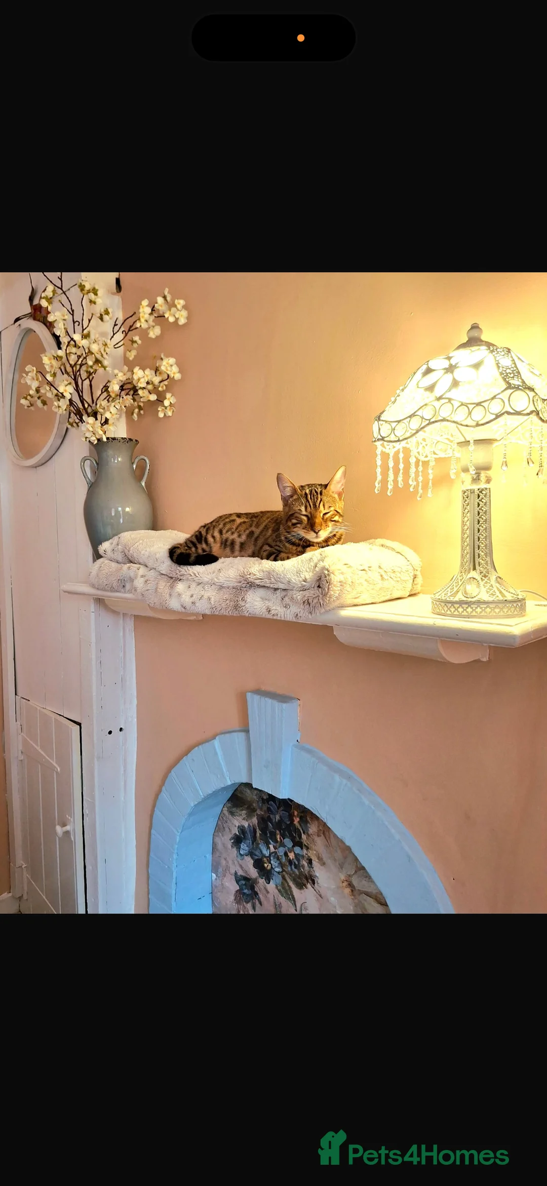 Bengal cats for sale: Meet Chai😸🤎 - Advert 1