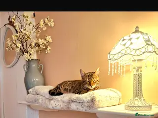 Bengal cats Meet Chai😸🤎 - Advert 2