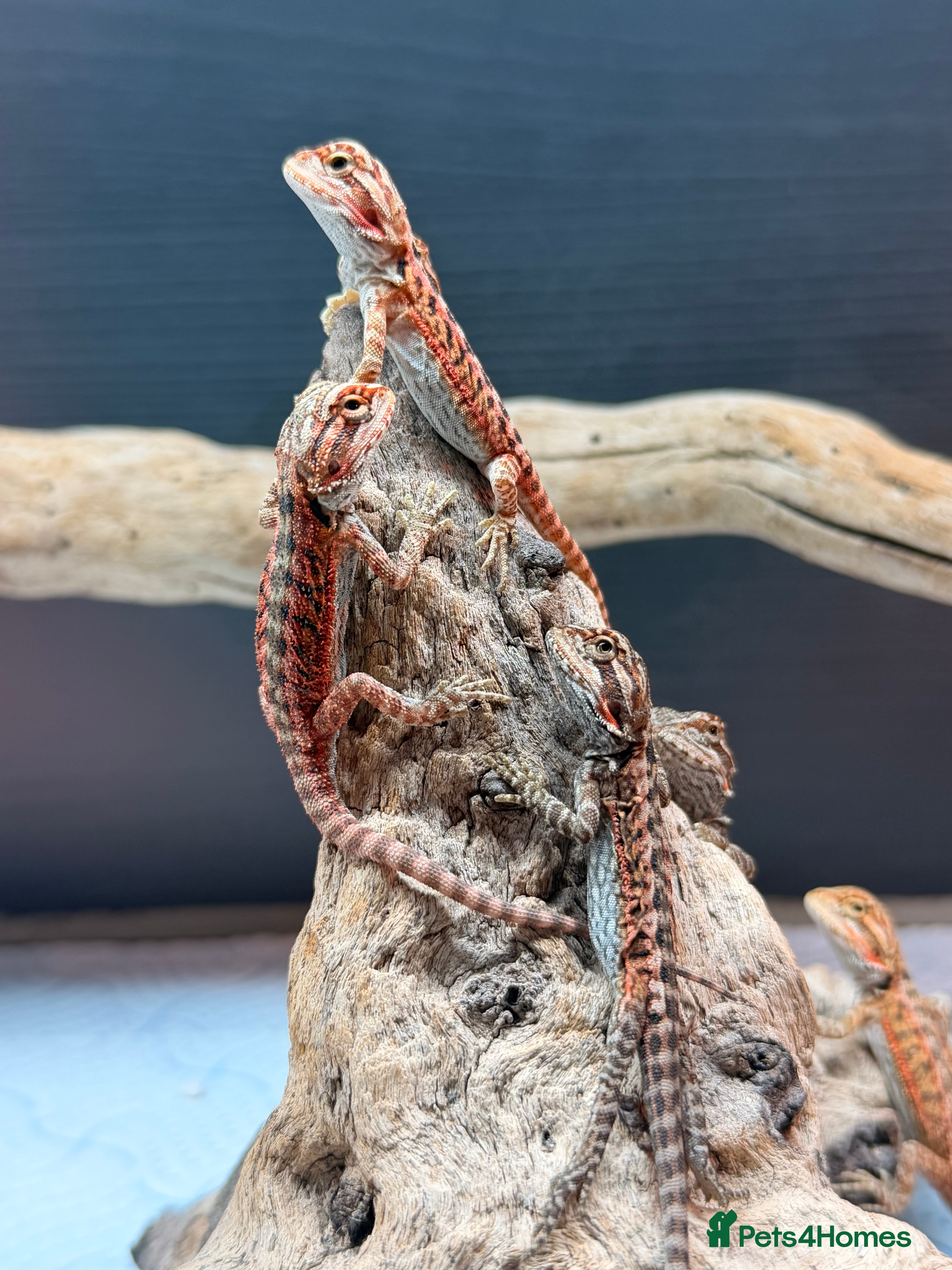 Bearded Dragon reptiles Red Monster x Lemon Baby Bearded Dragons - Advert 6