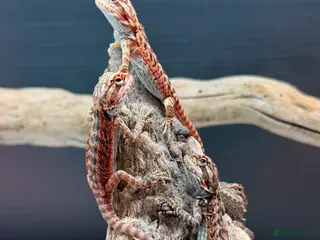 Bearded Dragon reptiles Red Monster x Lemon Baby Bearded Dragons - Advert 6