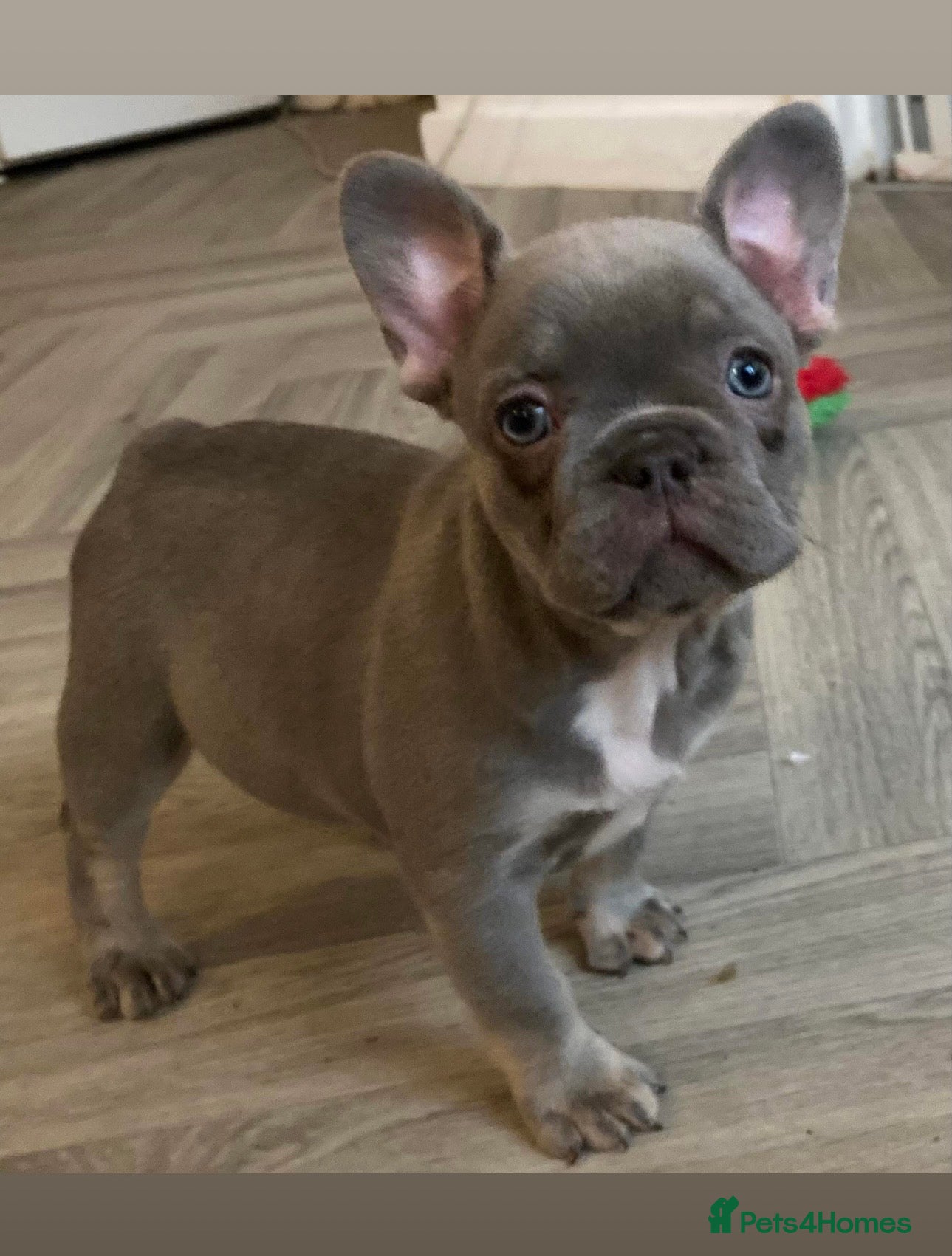 French Bulldog dogs Beautiful Chunky Chocolate Tan Boy and Lilac Bitch - Advert 17