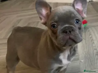 French Bulldog dogs Beautiful Chunky Chocolate Tan Boy and Lilac Bitch - Advert 17