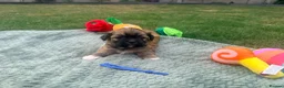 Lhasa Apso dogs for sale: Lhasa Apso puppies - Advert 6