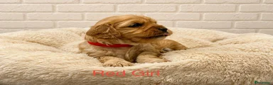 Cavapoo 5