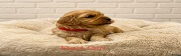Cavapoo dogs for sale: Health tested F1 Cavapoo puppies 🐶🥰 - Advert 19