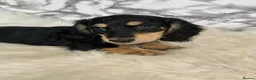 Miniature Dachshund dogs for sale: Ready to leave long haired miniature dachshunds - Advert 5