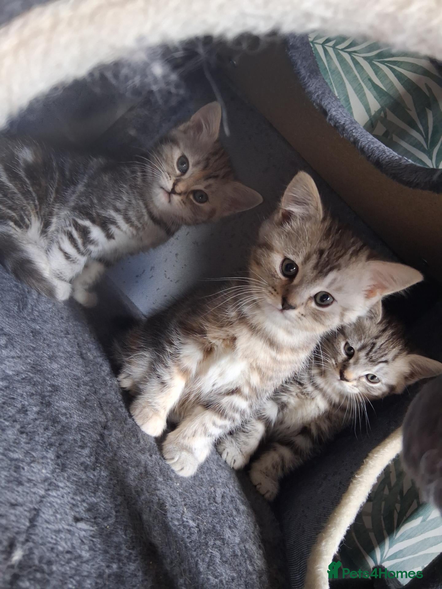 Persian cats Beautiful half persian kittens  - Advert 1