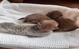 British Shorthair cats for sale: IGRCH Sired GCCF reg British Shorthair Kittens  - Image 9