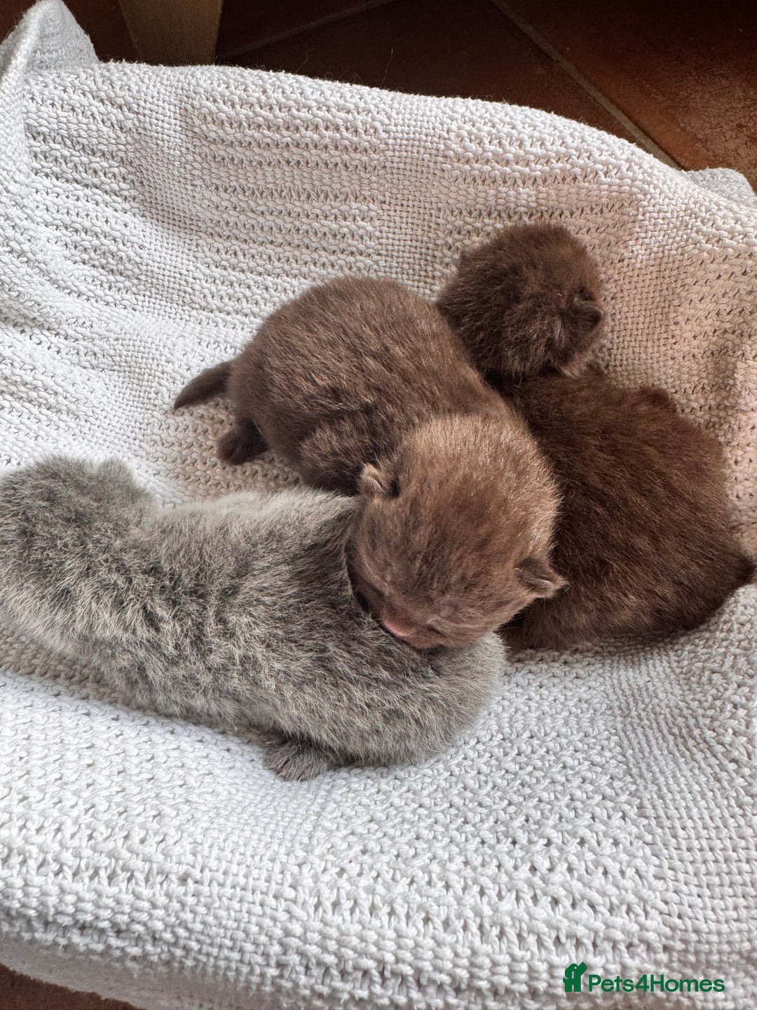 British Shorthair cats for sale: IGRCH Sired GCCF reg British Shorthair Kittens  - Image 9