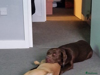 French Bulldog dogs - Advert 1