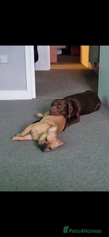 French Bulldog dogs - Advert 1