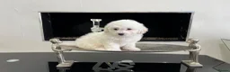 Bichon Frise dogs for sale: Purebred bichon frise - Advert 6