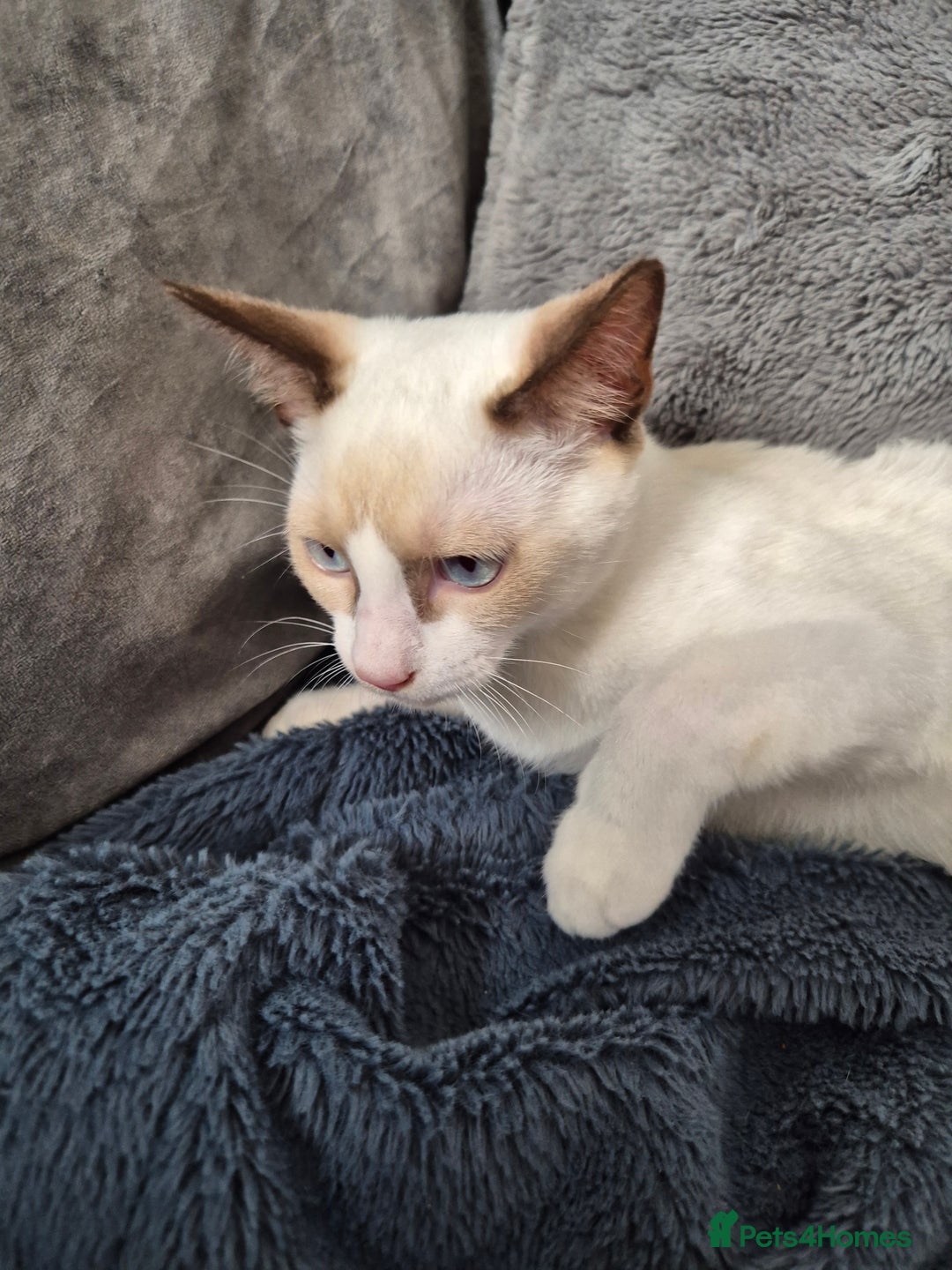 Snowshoe cats for sale:  pedigree Tica reg  snowshoes  READY NOW - Image 13
