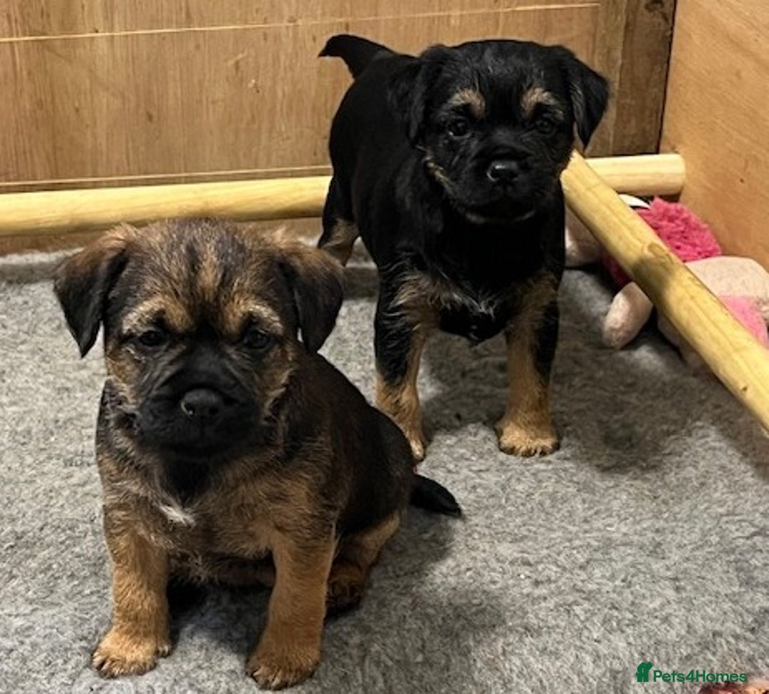 Border Terrier dogs for sale: 2 Beautiful Border Terrier Bitches - NOW RESERVED - Advert 4