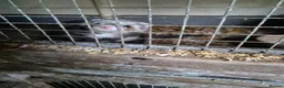 Ferret rodents for sale: Micro ferrits - Advert 3