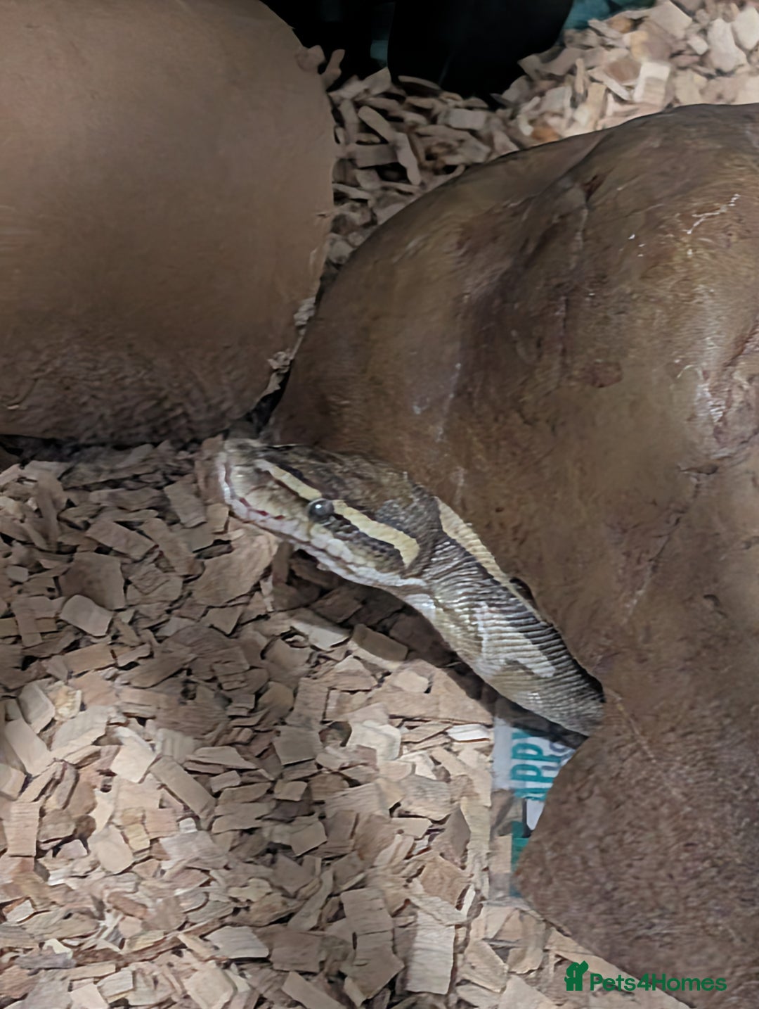 Snake reptiles for sale: Banana het Python  - Advert 3