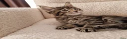 Maine Coon cats for sale: Pure Maine coon kittens - Advert 12