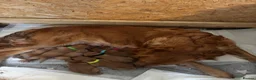 Golden Retriever dogs for sale: Beautiful girl due puppies - Advert 11