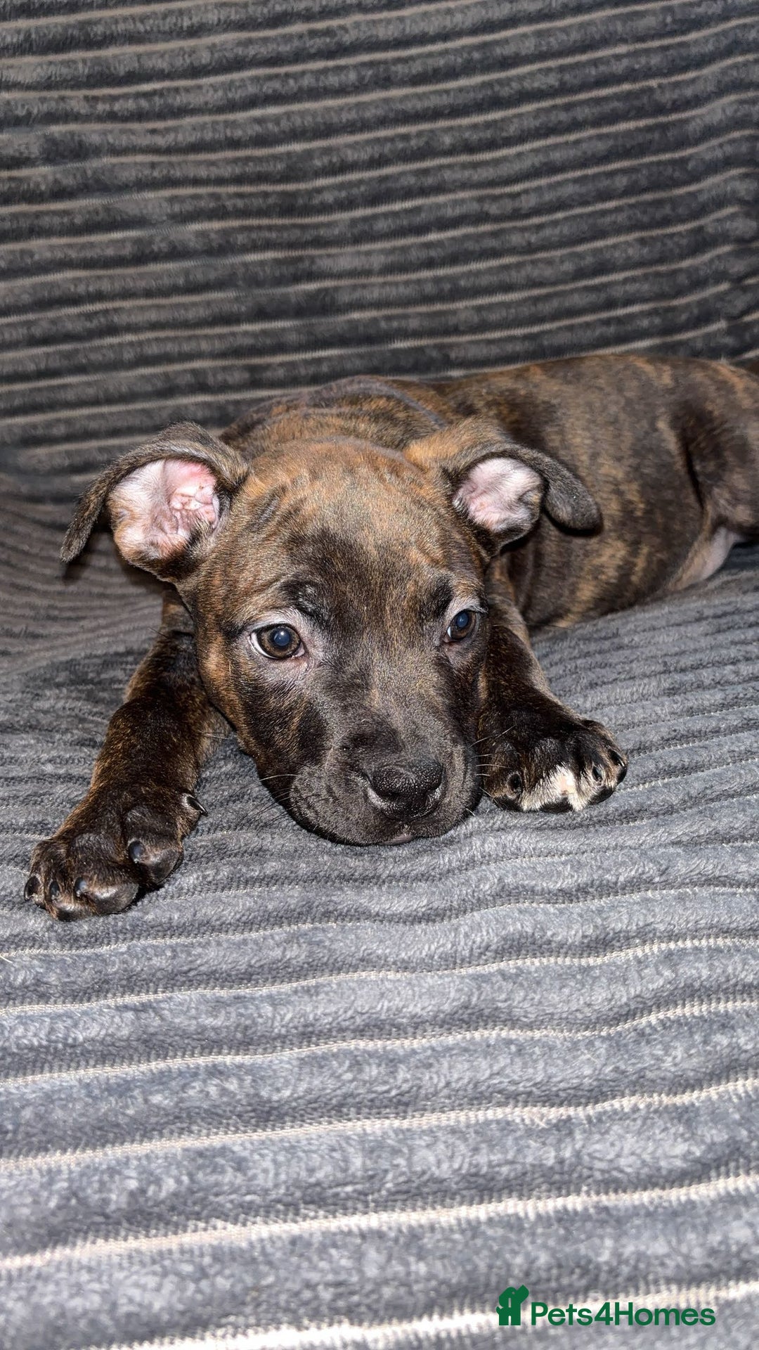 Mixed Breed dogs for sale: Beautiful Staffy Cross looking for forever🏡 - Advert 1