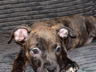Mixed Breed dogs Beautiful Staffy Cross looking for forever🏡 - Advert 7