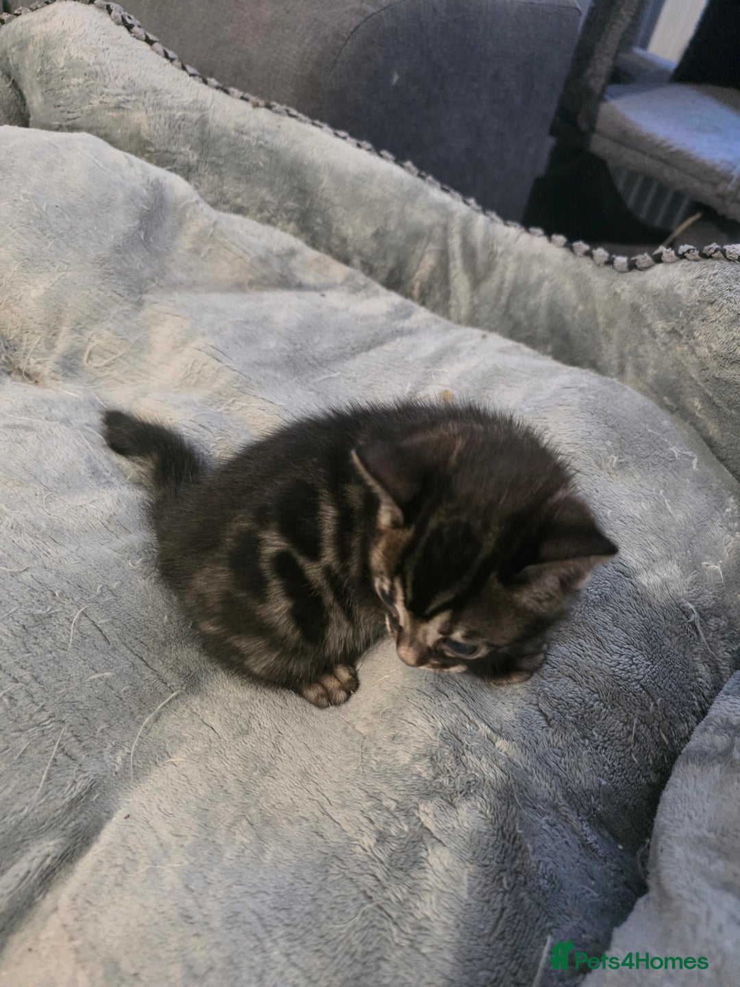 Bengal cats for sale: Double Charcoal DNA Tested Girl  - Advert 3