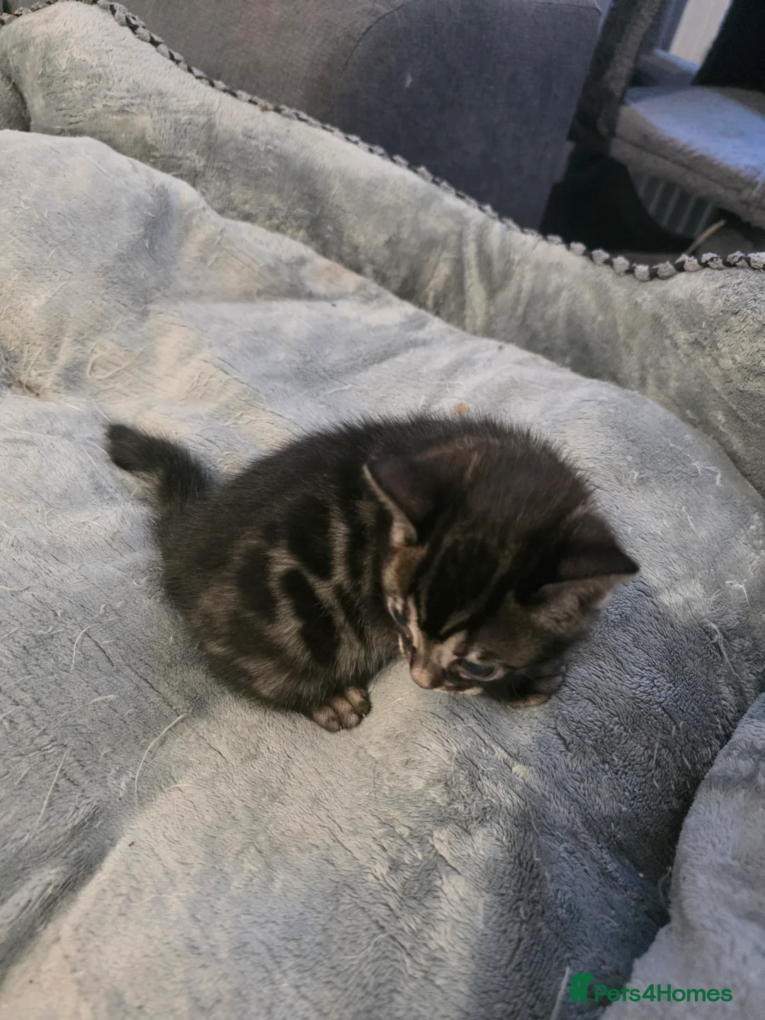 Bengal cats for sale: Double Charcoal DNA Tested Girl  - Advert 3