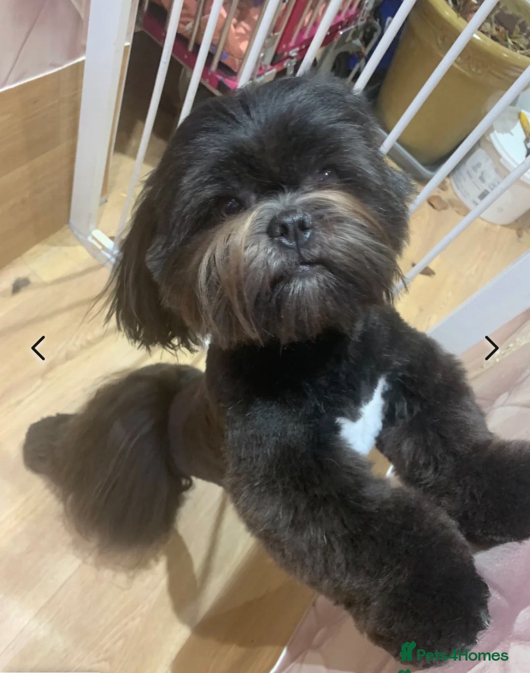 Lhasa Apso dogs for sale: Lhasa Apso Male Puppies for Sale  - Advert 3