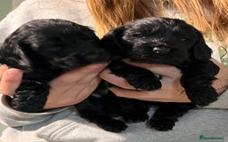 Cocker Spaniel dogs for sale: Stunning KC Reg Show Cocker, health tested mum - Image 14