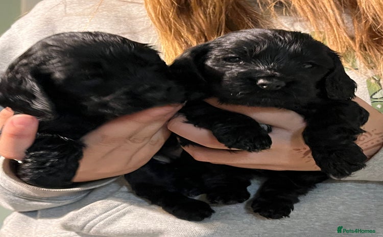 Cocker Spaniel dogs Stunning KC Reg Show Cocker, health tested mum - Advert 7