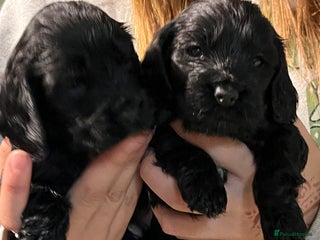Cocker Spaniel dogs Stunning KC Reg Show Cocker, health tested mum - Advert 8