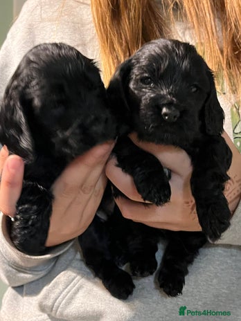 Cocker Spaniel dogs Stunning KC Reg Show Cocker, health tested mum - Advert 7