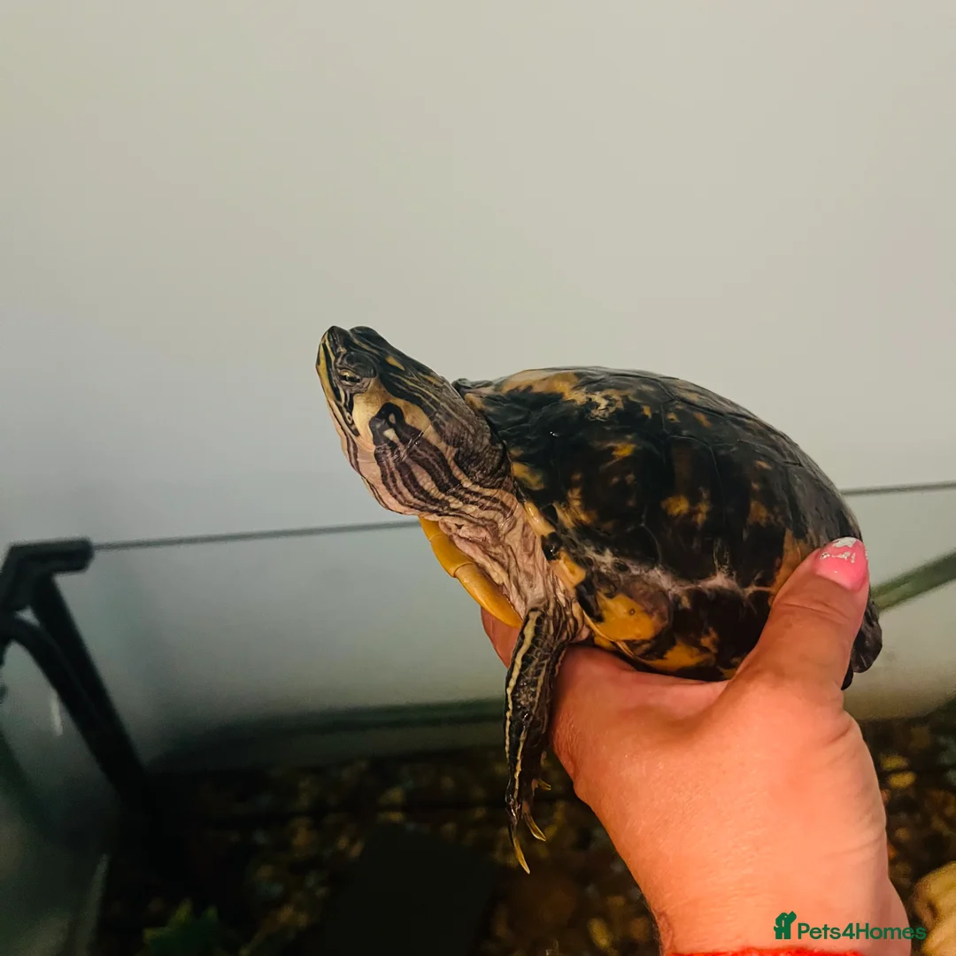 Turtle reptiles for sale: Water turtle  - Advert 1