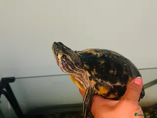 Turtle reptiles Water turtle - Advert 1