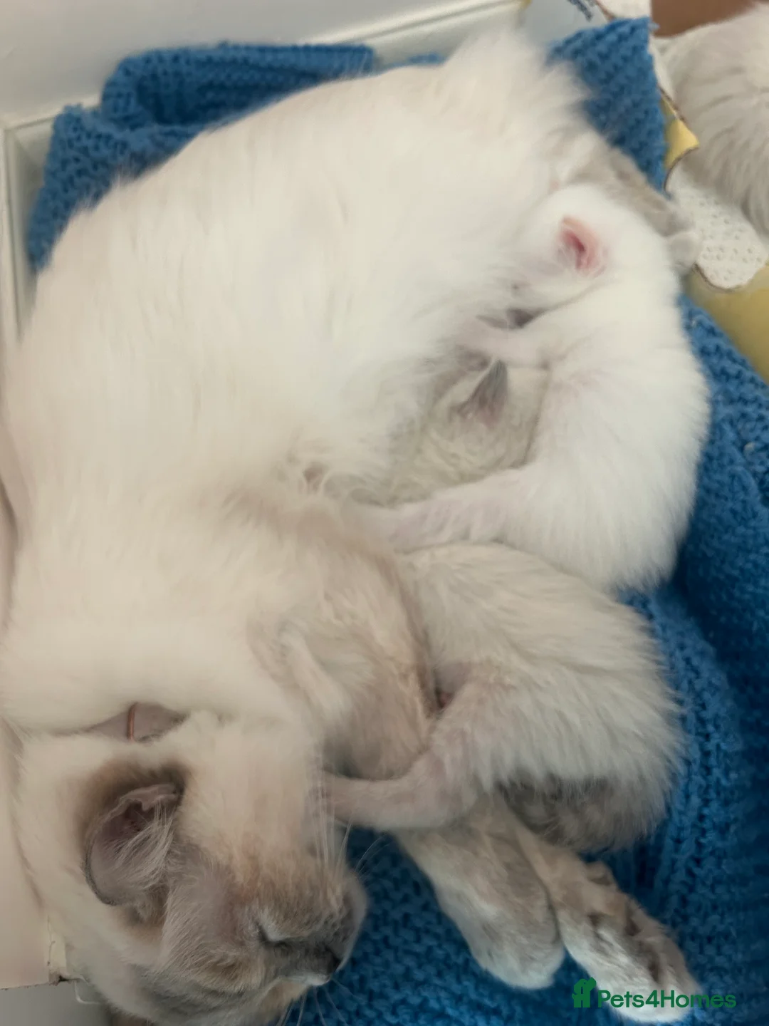 Mixed Breed cats for sale: Ragdoll x Tabbie kittens - Advert 6