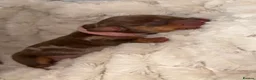 Miniature Dachshund dogs for sale: Miniature dachshund pups  - Advert 15