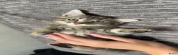 Mixed Breed cats for sale: 3 kittens for sale  - Advert 11