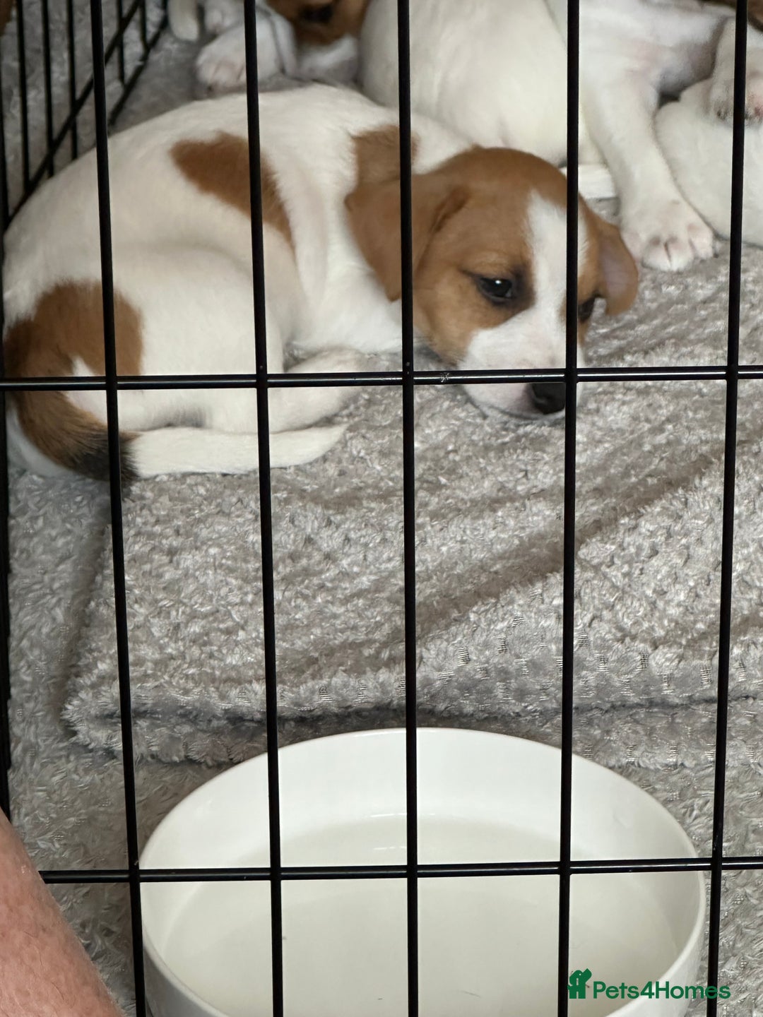 Jack Russell dogs for sale: Jack Russell Pups - Image 2