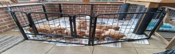 Labrador Retriever dogs for sale:  Working Golden Labrador puppies - Advert 3