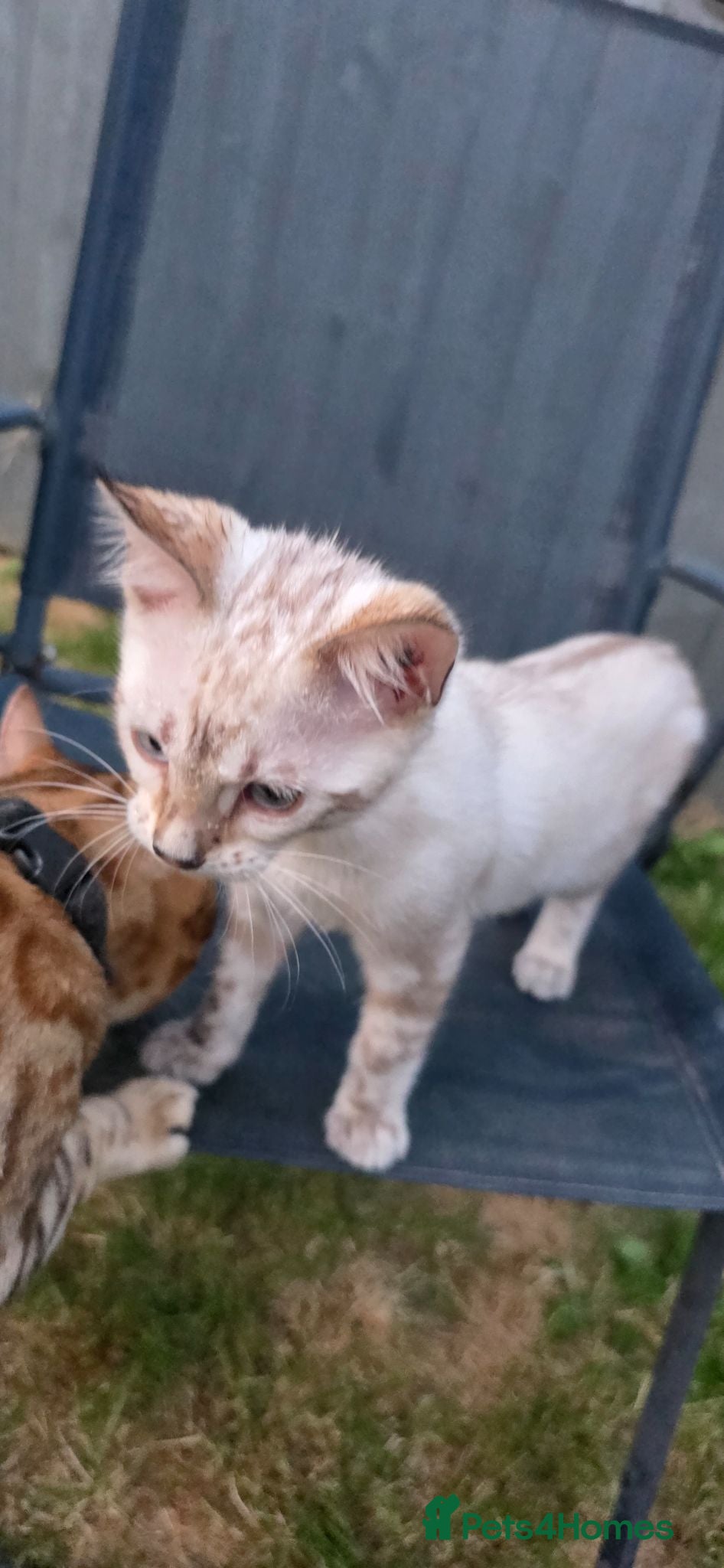 Bengal cats Pure Snow bengal  - Advert 2