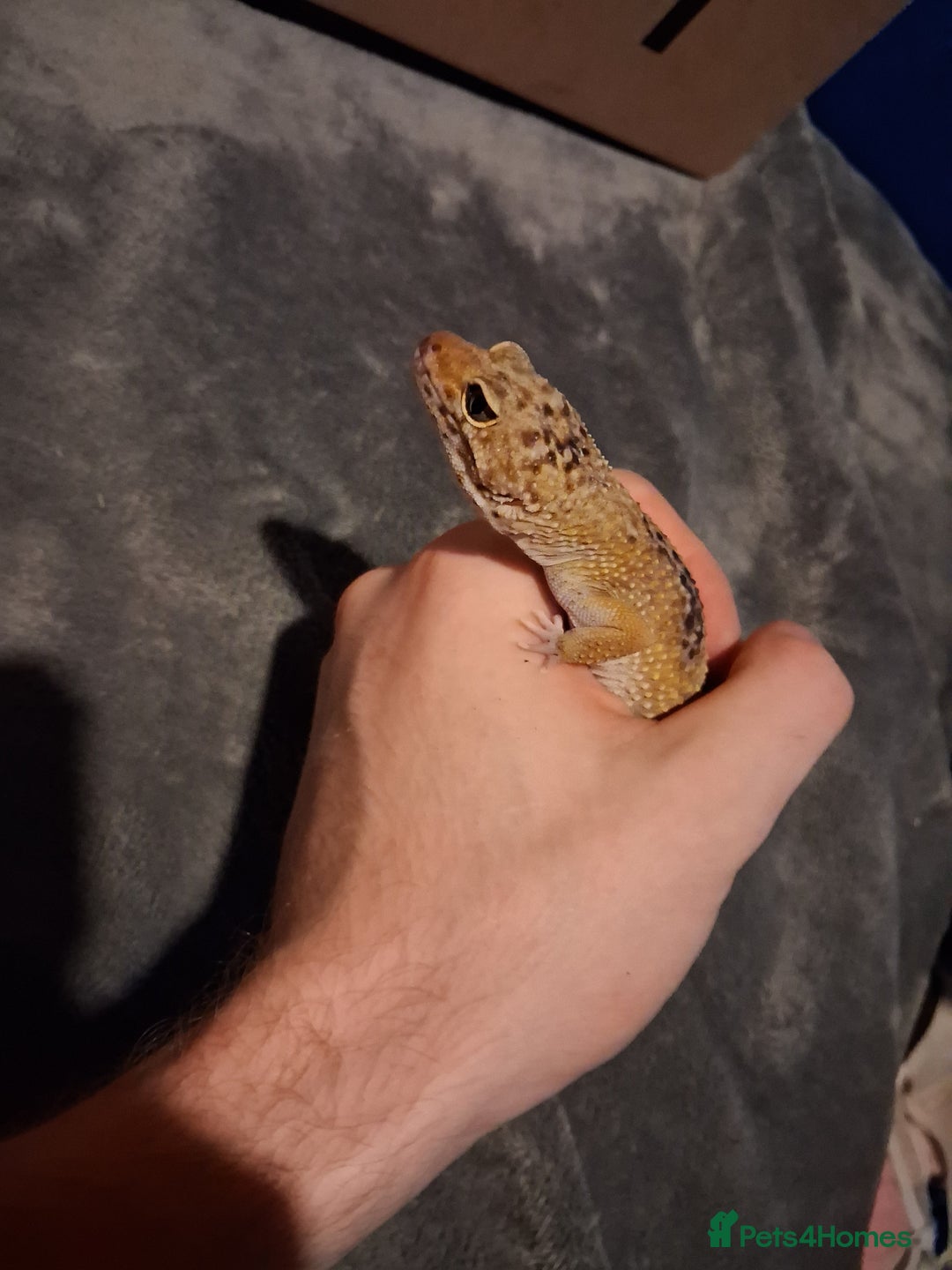 Leopard Gecko reptiles for sale: £20 Leopard geckos - Advert 9