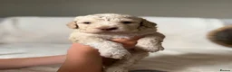 Lagotto Romagnolo dogs for sale: Kennel Club Registered Lagotto Romagnolo Puppies in Horncastle - Advert 7