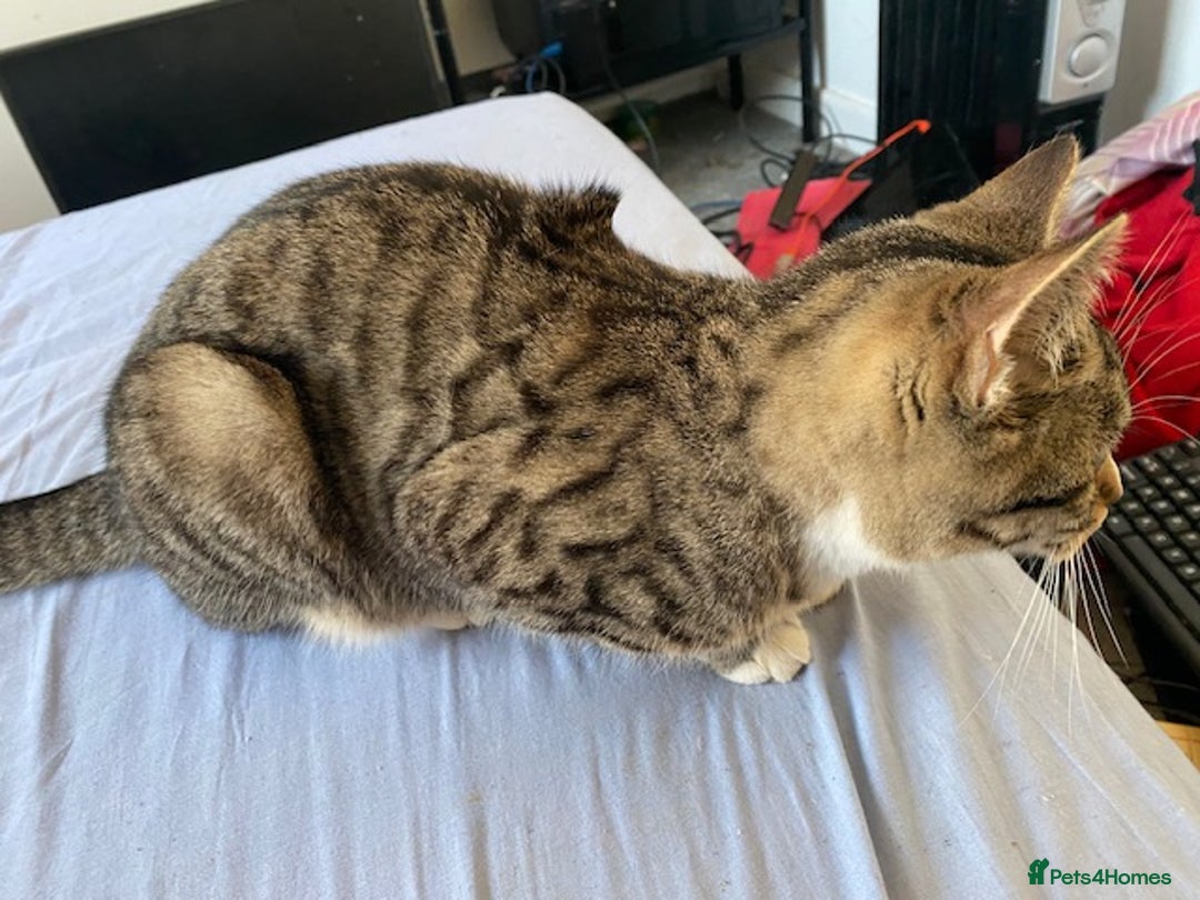 Bengal cats for sale: Beautiful Bengal girl kitten - Advert 4