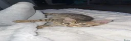 Bengal cats for sale: Bengal kitten for sale  - Advert 3